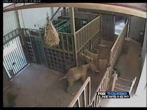 Toledo Zoo Alert: Animal Incident, Emergency Response, Visitors Shocked