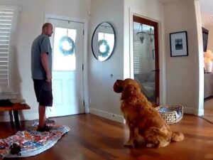 GUARD DOG FAIL: Nicest Pet Plays With Intruder, Security Breached, Funny Chaos, Viral Pet